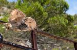 Benalmadena, Andalucia/spain - July 7 : Eurasian Eagle-owl (bubo Stock Photo