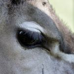 Greater Kudu (tragelaphus Strepsiceros) Stock Photo