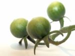 Green Tomato Stock Photo