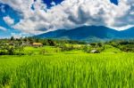 Rice Fields In Bali Island, Indonesia Stock Photo