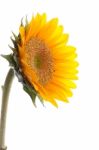 Sunflower With Dew Stock Photo