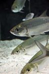 Atlantic Tarpon Fish In Aquarium Stock Photo