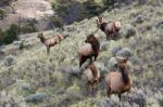 Elk Or Wapiti (cervus Canadensis) Stock Photo