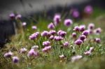 Sea Pinks (armeria) Stock Photo