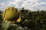 Dead Sunflowers Stock Photo