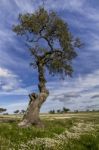 Spring Countryside Landscape Stock Photo