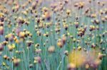 
Xyridaceae Full Bloom Yellow Fields. Look Naturally Beautiful Stock Photo