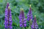 Wild Lupins (lupinus Perennis) Stock Photo