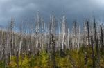 Fire Damaged Trees In Glacier National Park Stock Photo