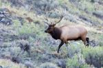 Elk Or Wapiti (cervus Canadensis) Stock Photo