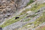 American Black Bear (ursus Americanus) Stock Photo