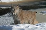 Canada Lynx Stock Photo