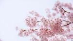 Cherry Blossom In Spring. Spring Season Background, Sakura Season In Korea. Soft Focus Stock Photo