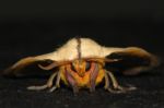 Moth Portrait Stock Photo