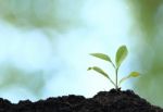 Tree Plant Grown Stock Photo