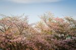 Beautiful Pink Trumpet Flower Blooming In The Garden Stock Photo