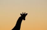 Giraffe - African Wildlife Background - Solitude Shape Stock Photo