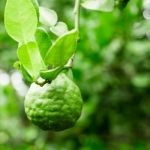 Kaffir Lime On Tree Stock Photo