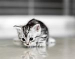 Cute American Shorthair Cat Kitten With Copy Space Stock Photo