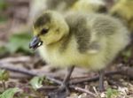 Beautiful Background With A Cute Chick Of Canada Geese Stock Photo