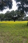 Carob Trees And Lupine Flowers Stock Photo