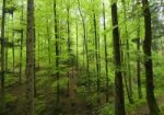 Deep Forest Stock Photo