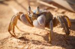 Red Sea Ghost Crab, Ocypode Saratan Stock Photo