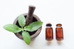 Holy Basil Essential Oil With  Fresh Leaves Stock Photo