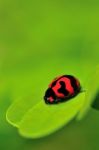 Lady Bug Stock Photo