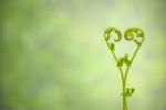 Shoots Of Ivy Align To Heart Sign Stock Photo