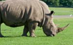 Beautiful Strong And Dangerous White Rhynoceros Stock Photo