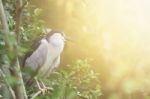 Black-crowned Night Heron With Flare Light Stock Photo