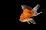 Oranda Gold Fish Isolated  Stock Photo