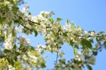 The Blooming Of Apple Trees Stock Photo