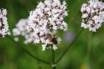 Honey Bee Stock Photo