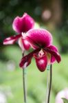 Paphiopedilum Orchid In Doi Tung, Chiang Rai, Thailand Stock Photo