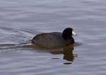 Beautiful Photo With Funny American Coot In The Lake Stock Photo