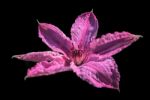 Pink Clematis Flower Against A Dark Background Stock Photo