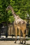 Giraffe On A Zoo Stock Photo