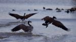 Beautiful Isolated Photo With Canada Geese In Flight Stock Photo