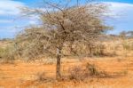 Trees In Ethiopia Stock Photo