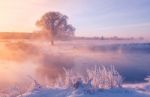 Foggy Winter Dawn Stock Photo