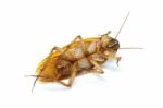 Cockroach On White Background Stock Photo