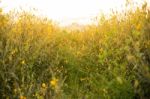 Beautiful Yellow Sunhemp Flowers On Vintage Stock Photo