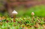 Mushroom Stock Photo