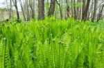 Ferns Stock Photo