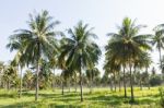 Coconut Plantation Stock Photo