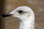 Juvenile Yellow-legged Gull Stock Photo