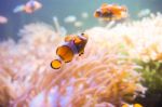 Cartoon Fish Near Sea Anemone Stock Photo