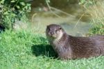 Eurasian Otter (lutra Lutra) Stock Photo